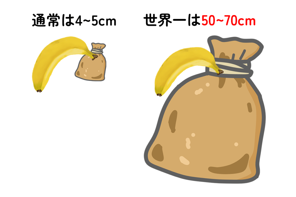 通常サイズの金玉と世界一サイズの金玉の比較イメージ画像