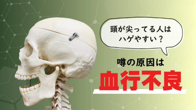 頭の形が尖っているとハゲやすい？噂の真偽と理由を解説