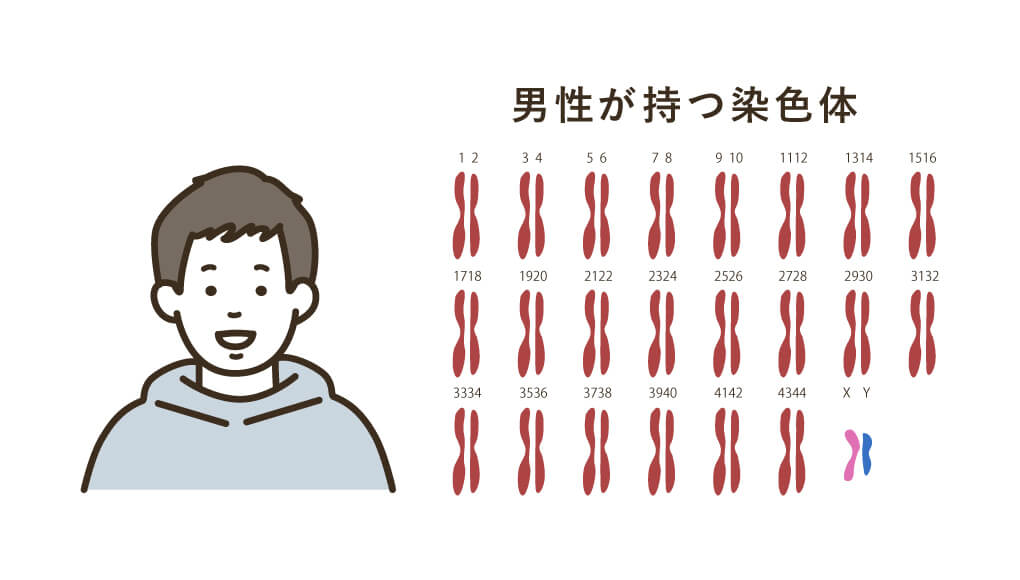男性と染色体
