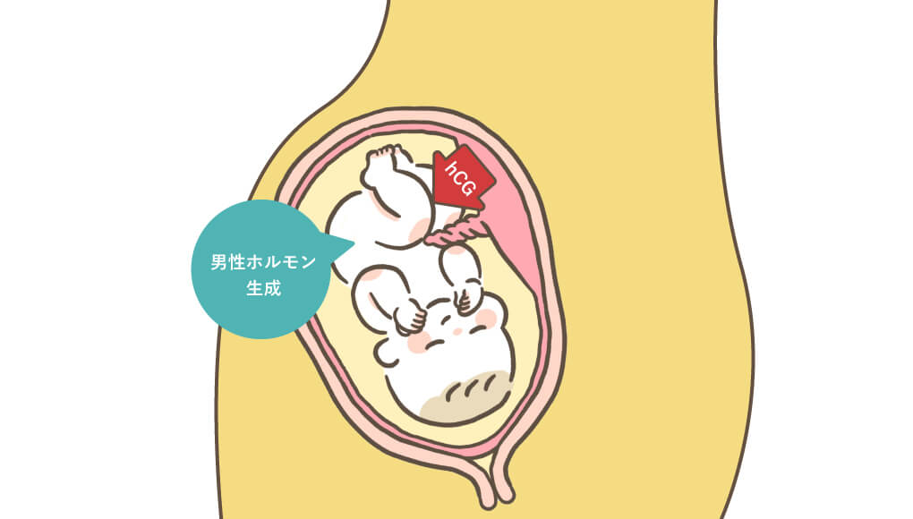 hCGを受けテストステロンを分泌する胎児